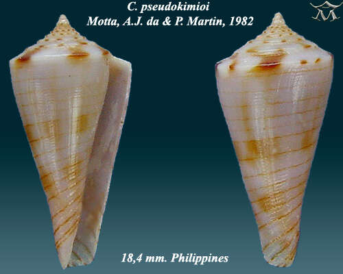 Image of Conasprella pseudokimioi (da Motta & R. Martin 1982)