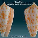 Image of Conus richeri Richard & Moolenbeek 1988