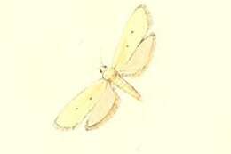 Image of Ethmia distigmatella Erschoff 1874