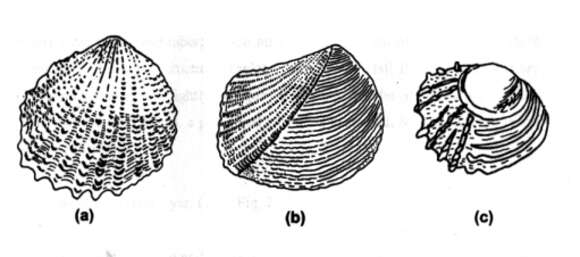 Image of Neotrigonia Cossmann 1912