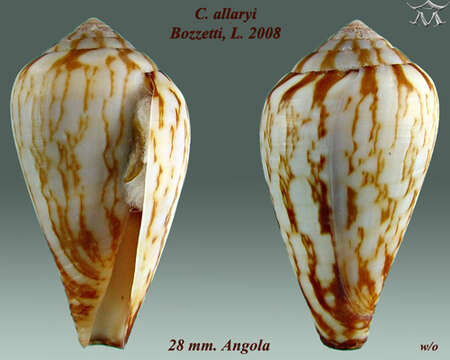 Imagem de Conus allaryi Bozzetti 2008