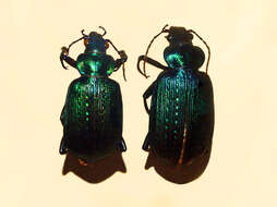 Imagem de Calosoma (Castrida) retusum (Fabricius 1775)