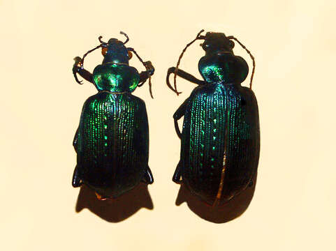 Слика од Calosoma (Castrida) retusum (Fabricius 1775)