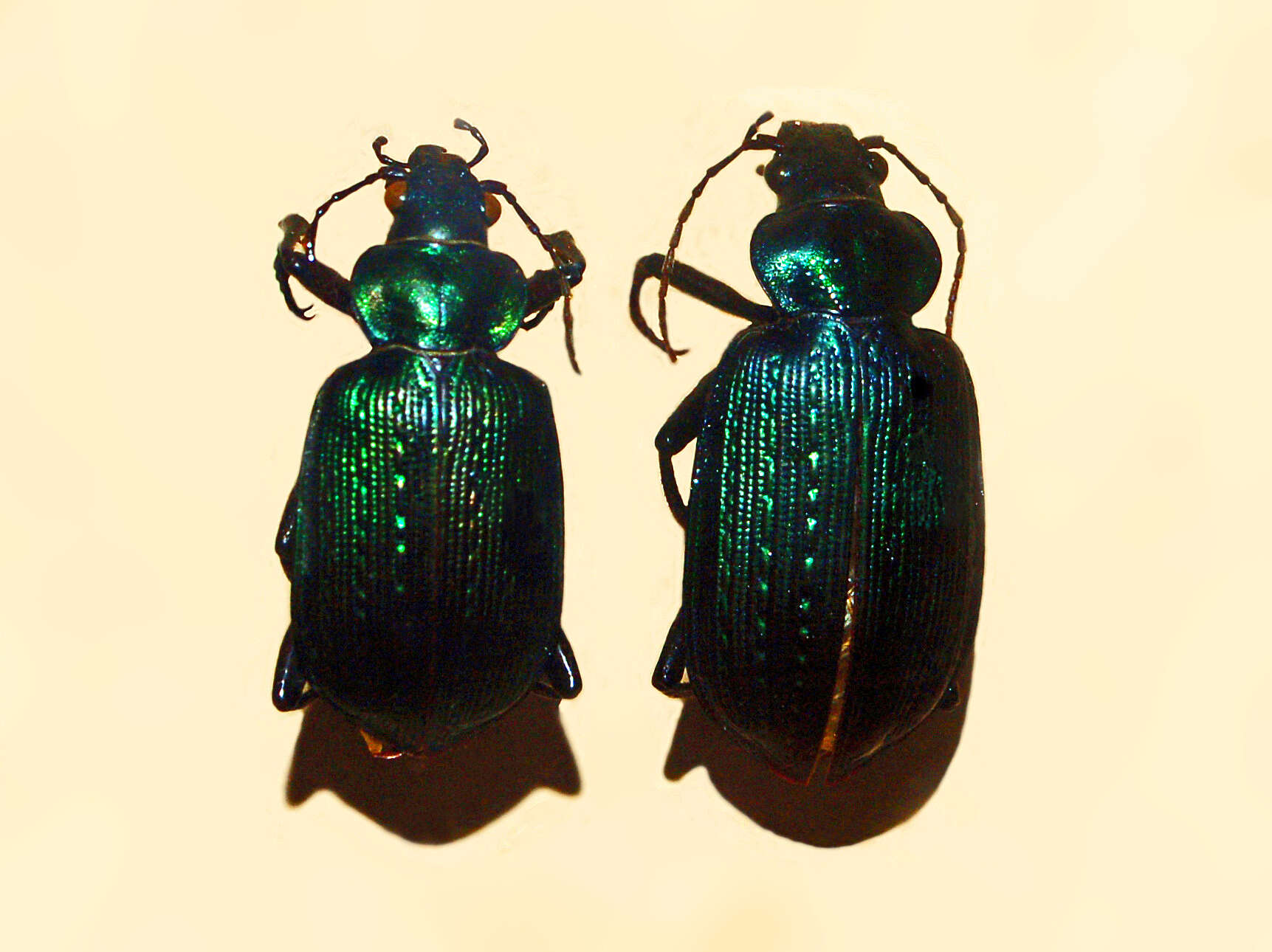 Image of Calosoma (Castrida) retusum (Fabricius 1775)