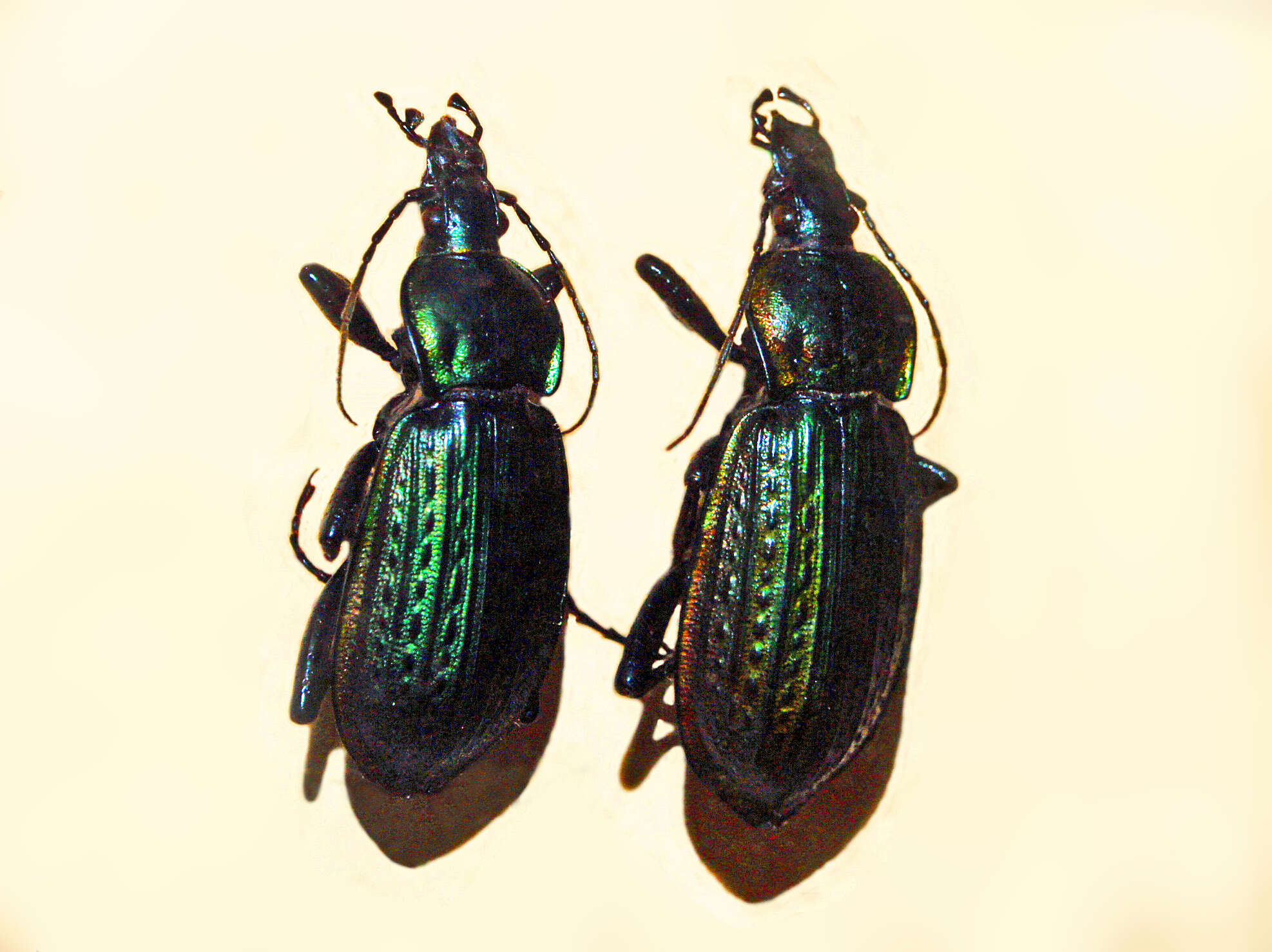 Image of Carabus (Macrothorax) morbillosus Fabricius 1792