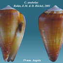 صورة Conus anabelae Rolán & Röckel 2001