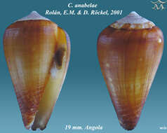 Image of Conus anabelae Rolán & Röckel 2001