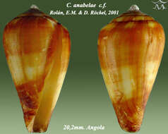 Image of Conus anabelae Rolán & Röckel 2001