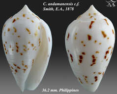 Image de Conus andamanensis E. A. Smith 1879