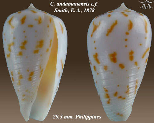 Image de Conus andamanensis E. A. Smith 1879