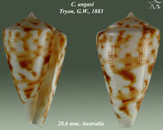 Conus angasi Tryon 1884的圖片