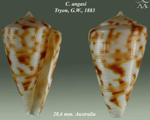 Conus angasi Tryon 1884的圖片