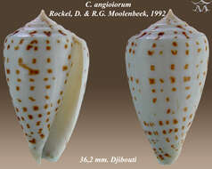 Image of Conus angioiorum Röckel & Moolenbeek 1992