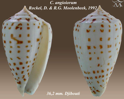 Image of Conus angioiorum Röckel & Moolenbeek 1992