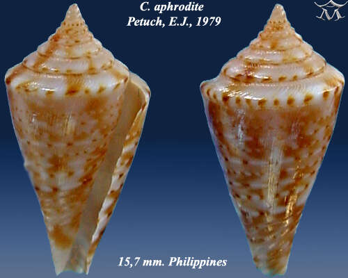 Image de Conasprella aphrodite (Petuch 1979)