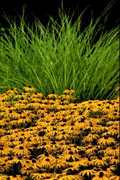 Rudbeckia fulgida Ait. resmi