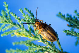 Image of Tamarisk leaf beetle