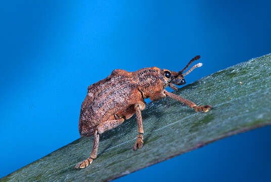 Image of Melaleuca Leaf Weevil