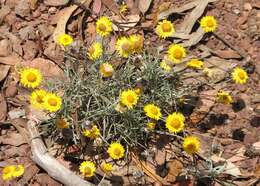 Image of Leucochrysum