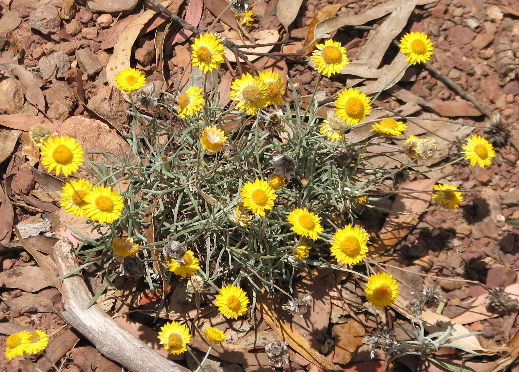 Слика од Leucochrysum