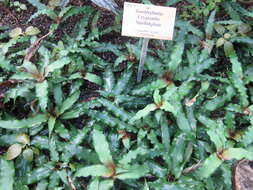 Image of Cryptanthus acaulis (Lindl.) Beer