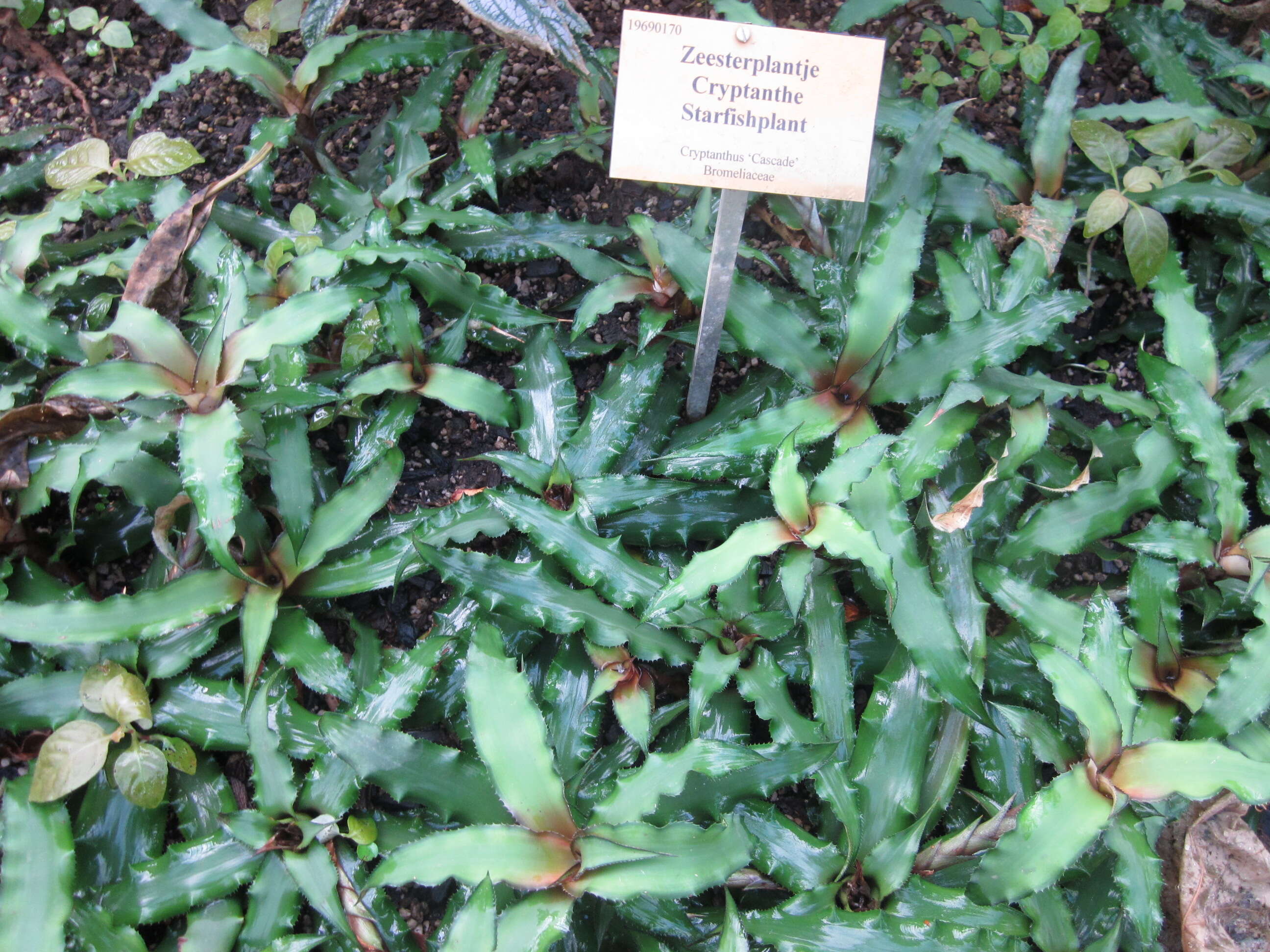 Image of Cryptanthus acaulis (Lindl.) Beer