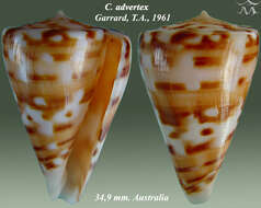 صورة Conus advertex (Garrard 1961)