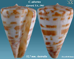 صورة Conus advertex (Garrard 1961)