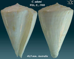 صورة Conus adami Wils 1988