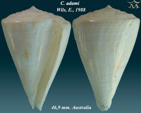 Image of Conus adami Wils 1988