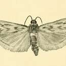 Image of Euzophera tetragramma Rebel 1910