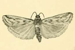 Image of Euzophera tetragramma Rebel 1910