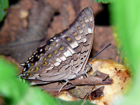 Imagem de Charaxes solon Fabricius 1793