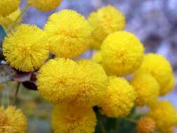 Image of Acacia cremiflora B. J. Conn & Tame