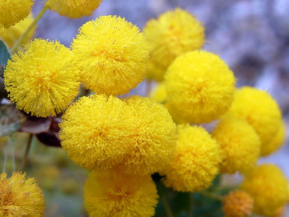 Acacia cremiflora B. J. Conn & Tame的圖片