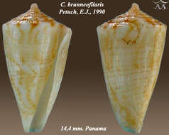 صورة Conus brunneofilaris Petuch 1990