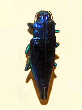 صورة Cyphogastra calepyga (Thomson 1857)