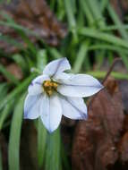 Image of Ipheion