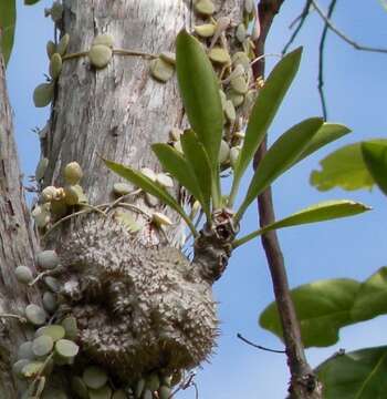 Imagem de Myrmecodia beccarii Hook. fil.