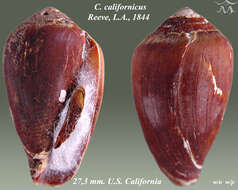 Image of Californiconus J. K. Tucker & Tenorio 2009