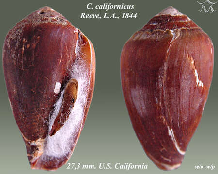 Image of Californiconus J. K. Tucker & Tenorio 2009