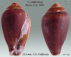 Image of Californiconus J. K. Tucker & Tenorio 2009