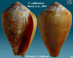 Image of Californiconus J. K. Tucker & Tenorio 2009