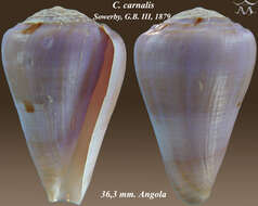 Image of Conus carnalis G. B. Sowerby Iii 1879