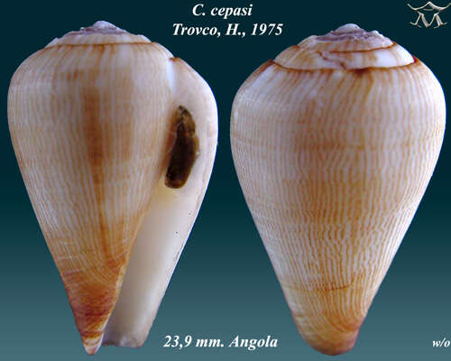 Image de Conus cepasi Trovão 1975