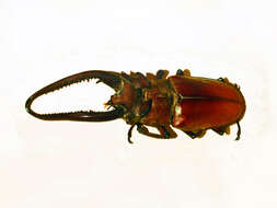 Image of Lucanus laminifer Waterhouse 1890