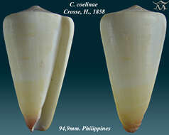 Image of Conus coelinae Crosse 1858