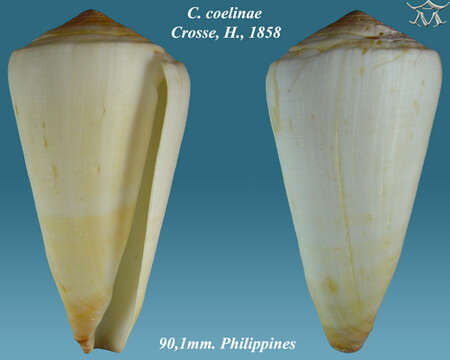 Image de Conus coelinae Crosse 1858