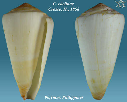 Image de Conus coelinae Crosse 1858