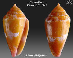 Image of Conus corallinus Kiener 1847